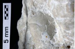 Foto (Detailansicht) von Goniodromites sp. (NHMW-GEO-1990-0041-0385)